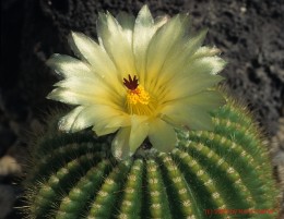 Notocactus  cv. CHP174